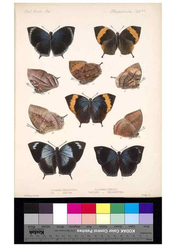 Reproducción/Reproduction 35820826346: Biologia Centrali-Americana :. [London :Published for the editors by R. H. Porter],1879-1915
