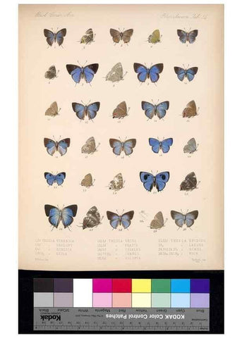 Reproducción/Reproduction 35729766851: Biologia Centrali-Americana :. [London :Published for the editors by R. H. Porter],1879-1915