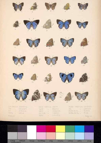 Reproducción/Reproduction 35729766851: Biologia Centrali-Americana :. [London :Published for the editors by R. H. Porter],1879-1915