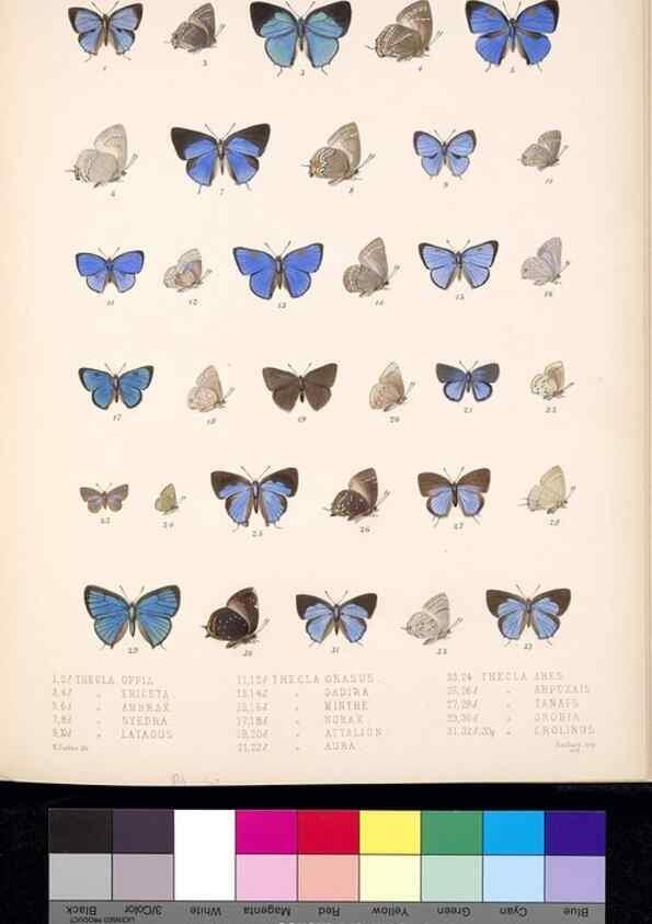 Reproducción/Reproduction 35729771341: Biologia Centrali-Americana :. [London :Published for the editors by R. H. Porter],1879-1915