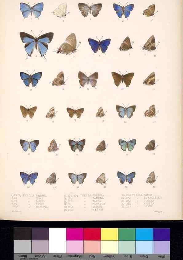 Reproducción/Reproduction 35021764394: Biologia Centrali-Americana :. [London :Published for the editors by R. H. Porter],1879-1915