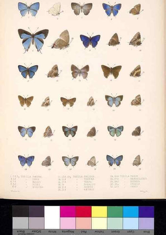Reproducción/Reproduction 35021764394: Biologia Centrali-Americana :. [London :Published for the editors by R. H. Porter],1879-1915
