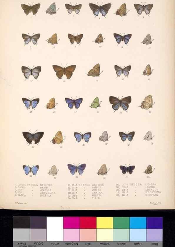 Reproducción/Reproduction 35820876606: Biologia Centrali-Americana :. [London :Published for the editors by R. H. Porter],1879-1915