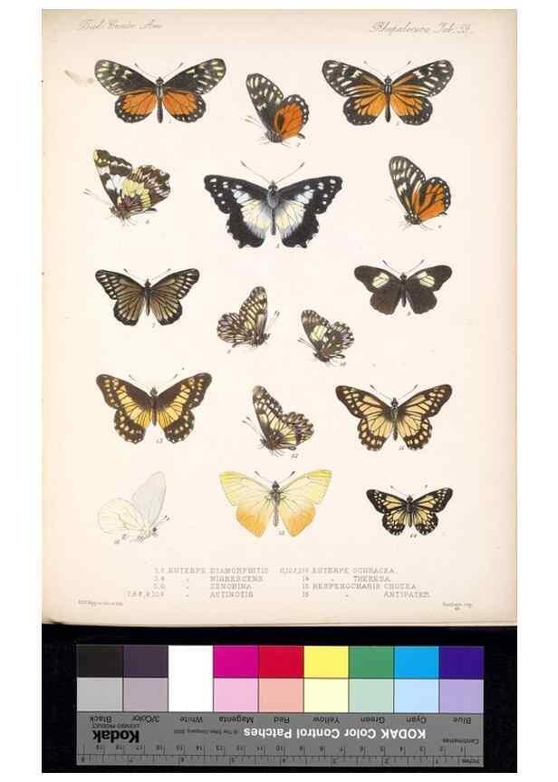 Reproducción/Reproduction 35692378662: Biologia Centrali-Americana :. [London :Published for the editors by R. H. Porter],1879-1915