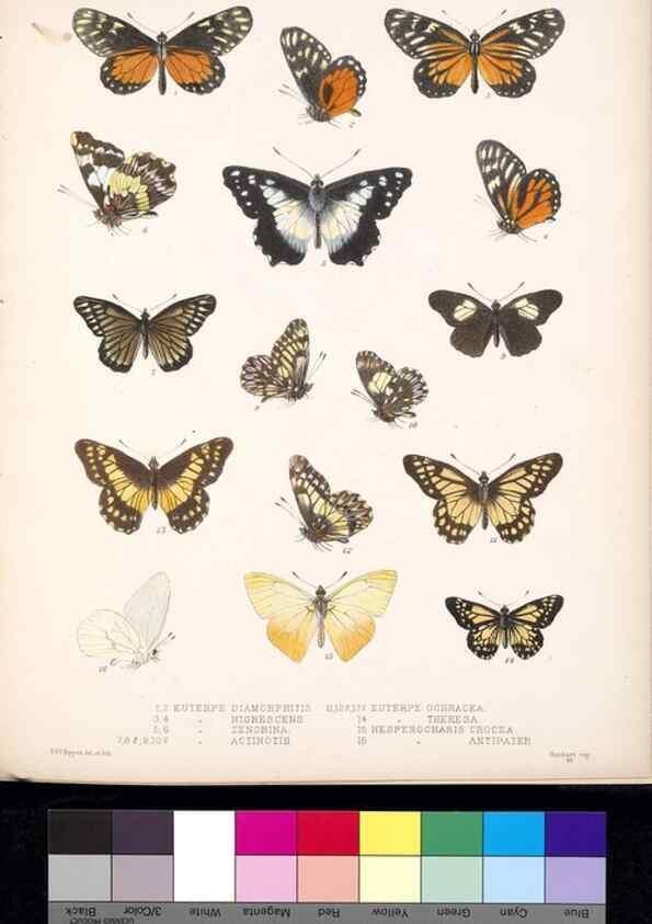 Reproducción/Reproduction 35692378662: Biologia Centrali-Americana :. [London :Published for the editors by R. H. Porter],1879-1915