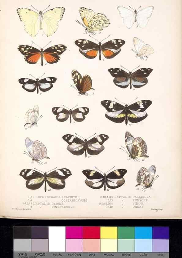 Reproducción/Reproduction 35729783861: Biologia Centrali-Americana :. [London :Published for the editors by R. H. Porter],1879-1915
