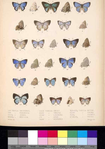 Reproducción/Reproduction 35729762131: Biologia Centrali-Americana :. [London :Published for the editors by R. H. Porter],1879-1915