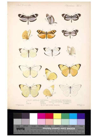 Reproducción/Reproduction 35729785811: Biologia Centrali-Americana :. [London :Published for the editors by R. H. Porter],1879-1915