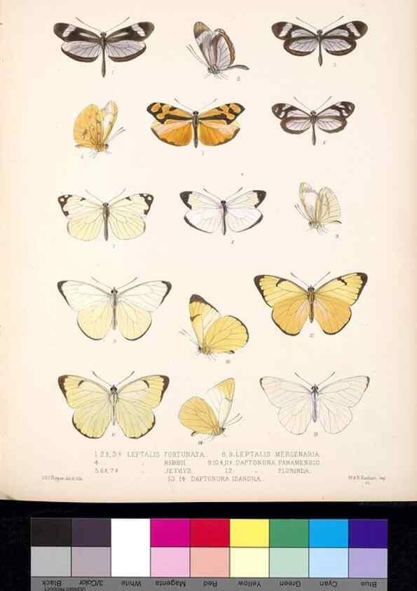Reproducción/Reproduction 35729785811: Biologia Centrali-Americana :. [London :Published for the editors by R. H. Porter],1879-1915