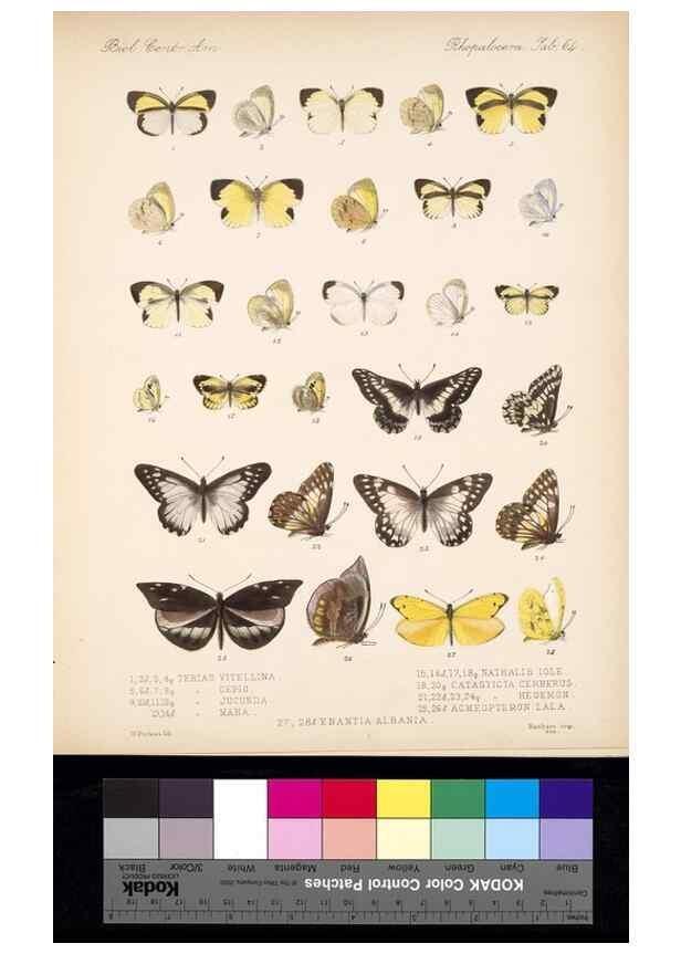 Reproducción/Reproduction 35729791711: Biologia Centrali-Americana :. [London :Published for the editors by R. H. Porter],1879-1915