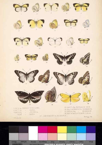 Reproducción/Reproduction 35729791711: Biologia Centrali-Americana :. [London :Published for the editors by R. H. Porter],1879-1915