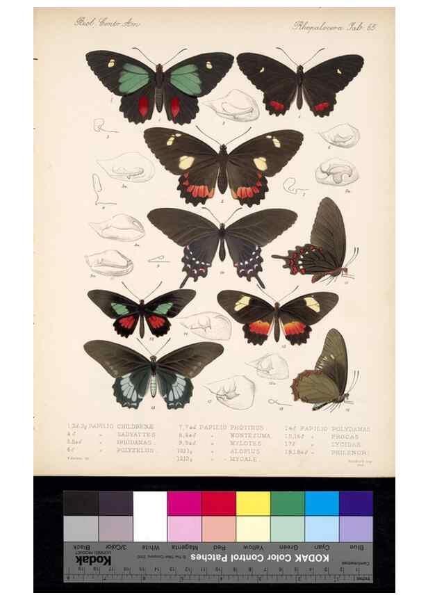 Reproducción/Reproduction 35473798980: Biologia Centrali-Americana :. [London :Published for the editors by R. H. Porter],1879-1915