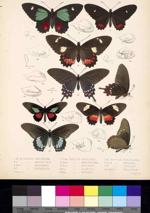 Reproducción/Reproduction 35473798980: Biologia Centrali-Americana :. [London :Published for the editors by R. H. Porter],1879-1915