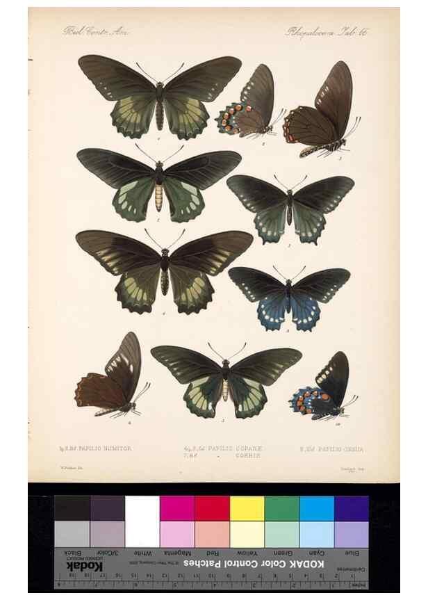 Reproducción/Reproduction 35473802430: Biologia Centrali-Americana :. [London :Published for the editors by R. H. Porter],1879-1915