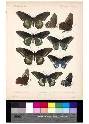 Reproducción/Reproduction 35473802430: Biologia Centrali-Americana :. [London :Published for the editors by R. H. Porter],1879-1915