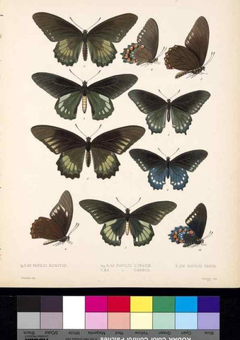 Reproducción/Reproduction 35473802430: Biologia Centrali-Americana :. [London :Published for the editors by R. H. Porter],1879-1915