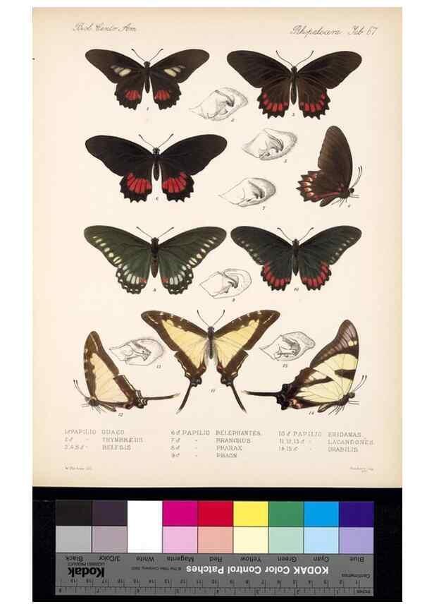 Reproducción/Reproduction 35473806060: Biologia Centrali-Americana :. [London :Published for the editors by R. H. Porter],1879-1915