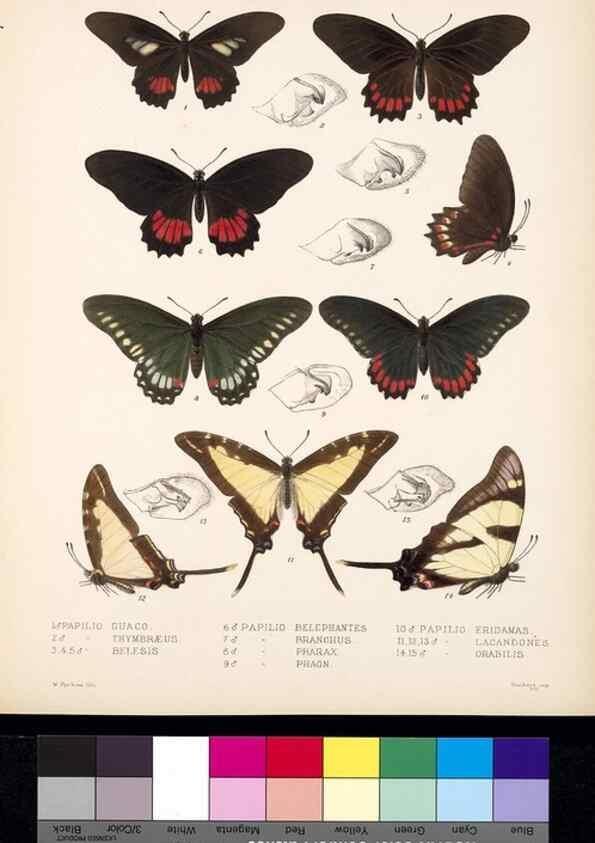 Reproducción/Reproduction 35473806060: Biologia Centrali-Americana :. [London :Published for the editors by R. H. Porter],1879-1915