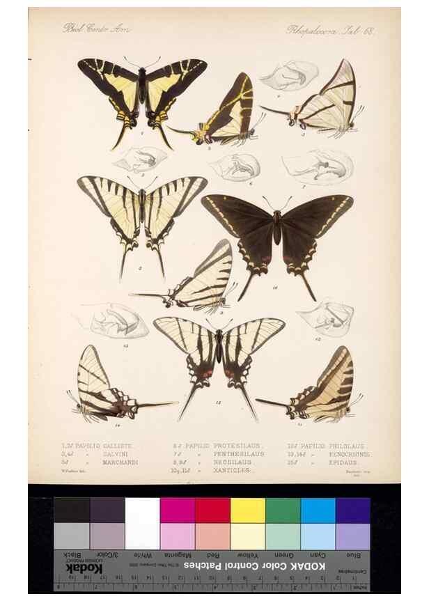 Reproducción/Reproduction 35473809490: Biologia Centrali-Americana :. [London :Published for the editors by R. H. Porter],1879-1915