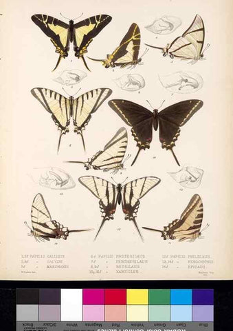 Reproducción/Reproduction 35473809490: Biologia Centrali-Americana :. [London :Published for the editors by R. H. Porter],1879-1915