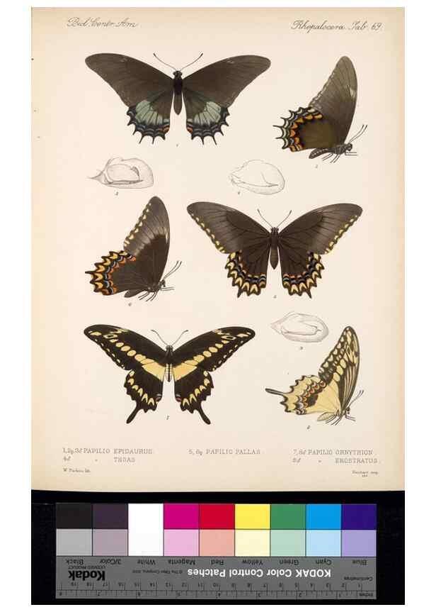 Reproducción/Reproduction 35473813310: Biologia Centrali-Americana :. [London :Published for the editors by R. H. Porter],1879-1915