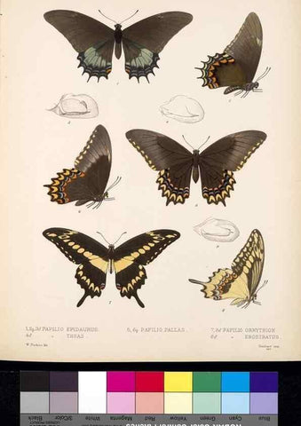 Reproducción/Reproduction 35473813310: Biologia Centrali-Americana :. [London :Published for the editors by R. H. Porter],1879-1915