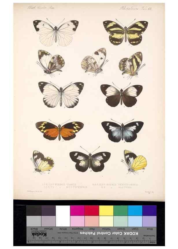 Reproducción/Reproduction 35729788571: Biologia Centrali-Americana :. [London :Published for the editors by R. H. Porter],1879-1915