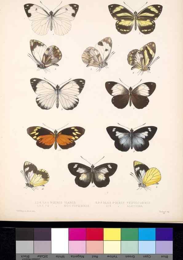Reproducción/Reproduction 35729788571: Biologia Centrali-Americana :. [London :Published for the editors by R. H. Porter],1879-1915