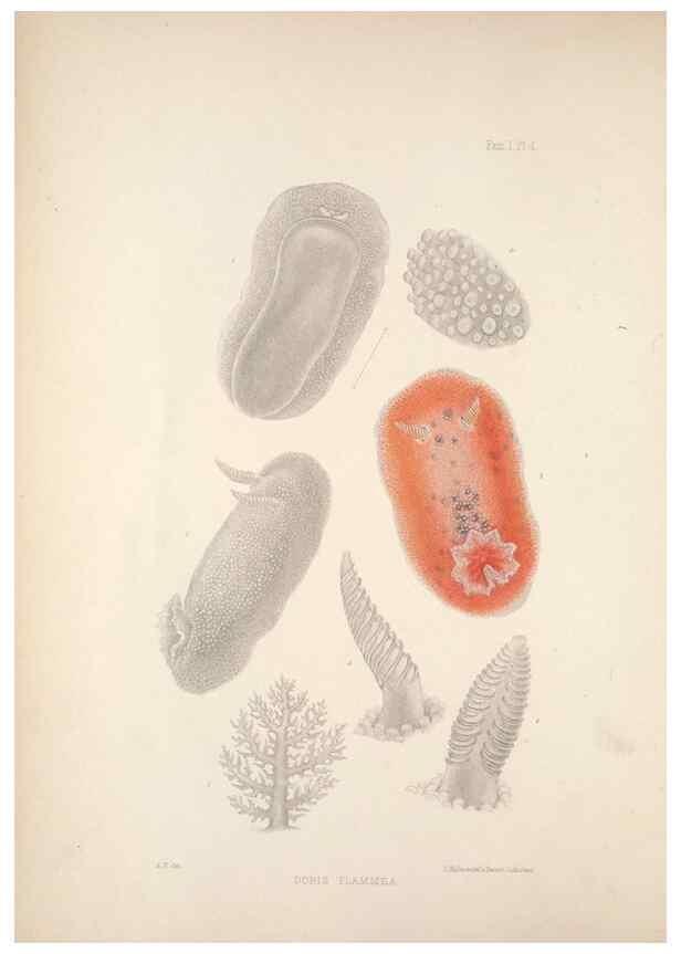 Reproducción/Reproduction 35633192715: A monograph of the British nudibranchiate Mollusca :. London :Printed for the Ray Society,1845-1910.