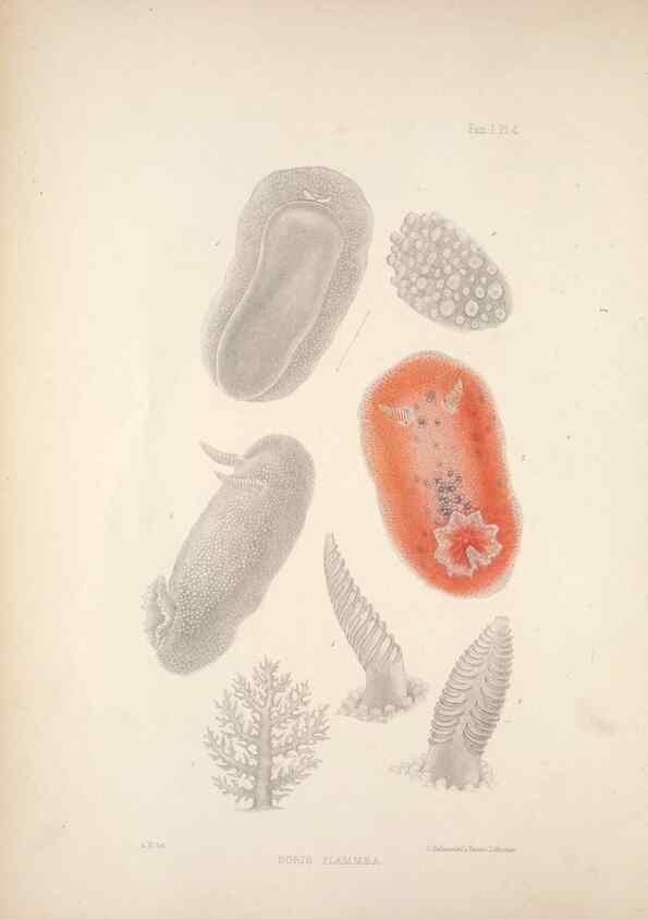 Reproducción/Reproduction 35633192715: A monograph of the British nudibranchiate Mollusca :. London :Printed for the Ray Society,1845-1910.