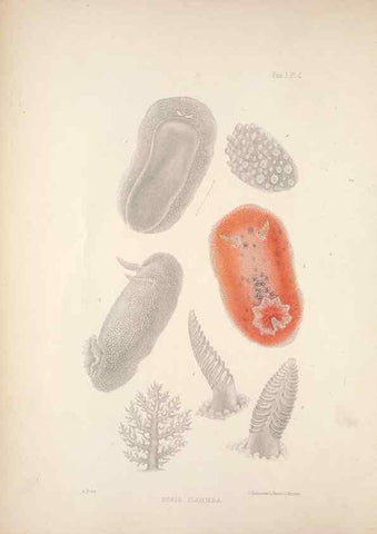 Reproducción/Reproduction 35633192715: A monograph of the British nudibranchiate Mollusca :. London :Printed for the Ray Society,1845-1910.