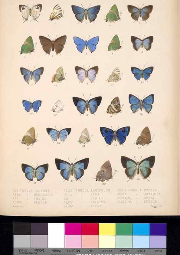 Reproducción/Reproduction 35729758831: Biologia Centrali-Americana :. [London :Published for the editors by R. H. Porter],1879-1915