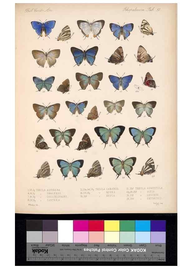 Reproducción/Reproduction 35692358762: Biologia Centrali-Americana :. [London :Published for the editors by R. H. Porter],1879-1915