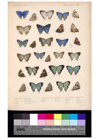 Reproducción/Reproduction 35692358762: Biologia Centrali-Americana :. [London :Published for the editors by R. H. Porter],1879-1915