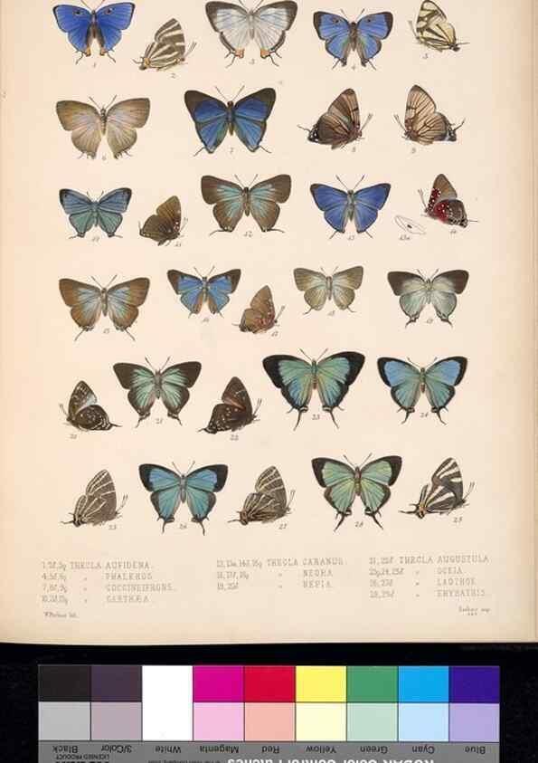 Reproducción/Reproduction 35692358762: Biologia Centrali-Americana :. [London :Published for the editors by R. H. Porter],1879-1915
