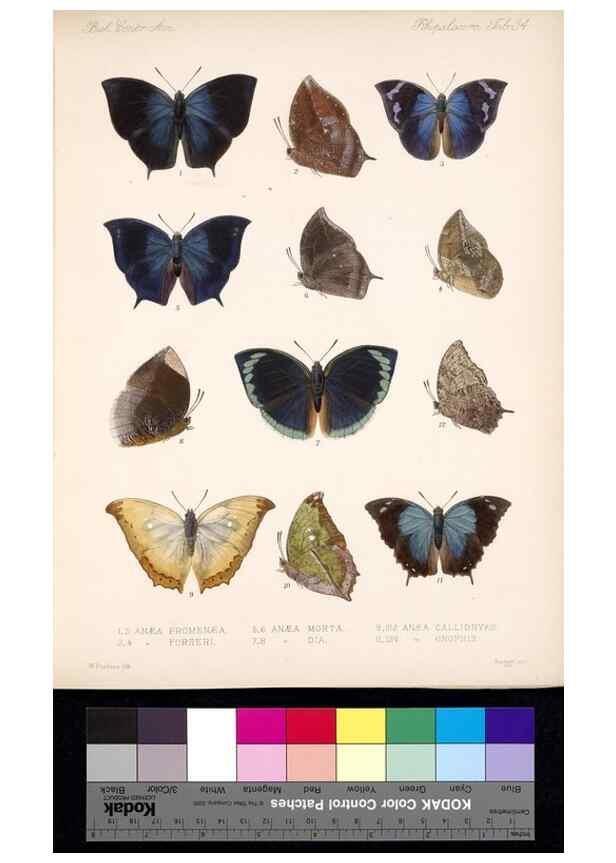 Reproducción/Reproduction 35473722550: Biologia Centrali-Americana :. [London :Published for the editors by R. H. Porter],1879-1915