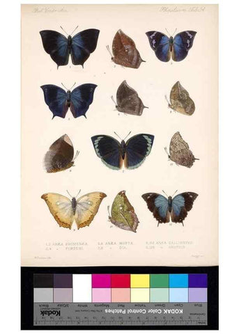 Reproducción/Reproduction 35473722550: Biologia Centrali-Americana :. [London :Published for the editors by R. H. Porter],1879-1915