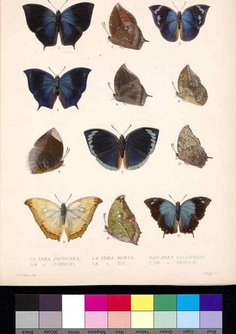 Reproducción/Reproduction 35473722550: Biologia Centrali-Americana :. [London :Published for the editors by R. H. Porter],1879-1915