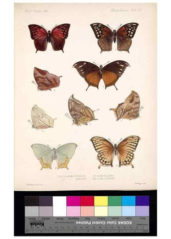Reproducción/Reproduction 35473724460: Biologia Centrali-Americana :. [London :Published for the editors by R. H. Porter],1879-1915