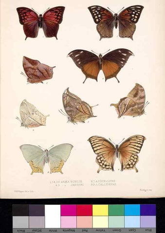 Reproducción/Reproduction 35473724460: Biologia Centrali-Americana :. [London :Published for the editors by R. H. Porter],1879-1915