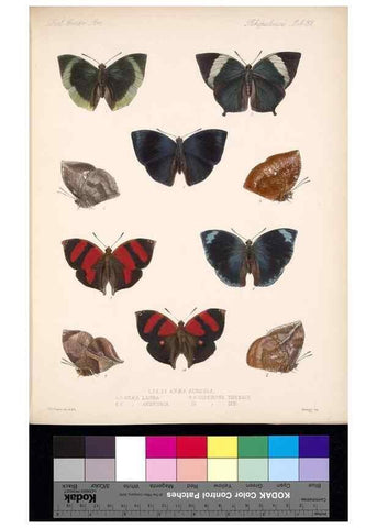 Reproducción/Reproduction 35473728630: Biologia Centrali-Americana :. [London :Published for the editors by R. H. Porter],1879-1915