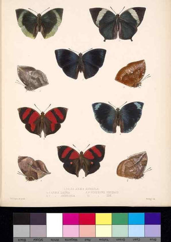 Reproducción/Reproduction 35473728630: Biologia Centrali-Americana :. [London :Published for the editors by R. H. Porter],1879-1915