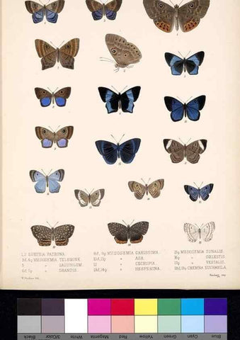 Reproducción/Reproduction 35473731270: Biologia Centrali-Americana :. [London :Published for the editors by R. H. Porter],1879-1915