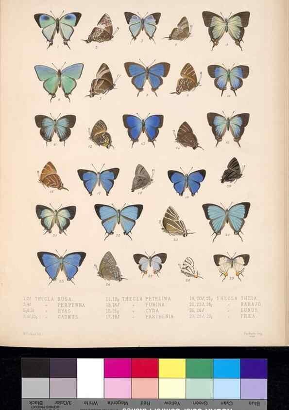 Reproducción/Reproduction 35729755591: Biologia Centrali-Americana :. [London :Published for the editors by R. H. Porter],1879-1915