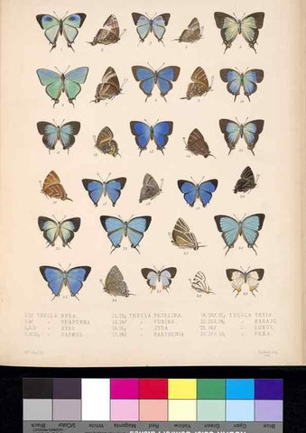 Reproducción/Reproduction 35729755591: Biologia Centrali-Americana :. [London :Published for the editors by R. H. Porter],1879-1915