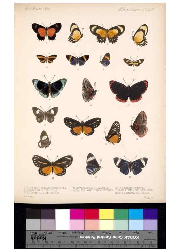 Reproducción/Reproduction 35473738210: Biologia Centrali-Americana :. [London :Published for the editors by R. H. Porter],1879-1915