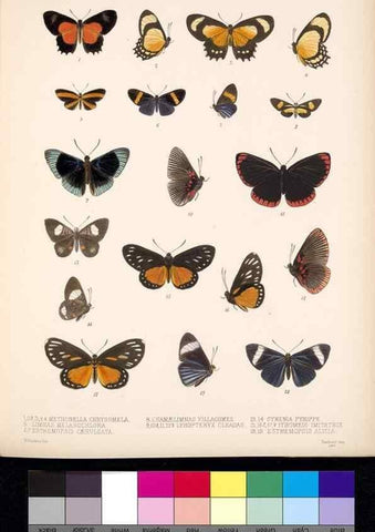 Reproducción/Reproduction 35473738210: Biologia Centrali-Americana :. [London :Published for the editors by R. H. Porter],1879-1915