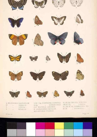 Reproducción/Reproduction 35021714594: Biologia Centrali-Americana :. [London :Published for the editors by R. H. Porter],1879-1915
