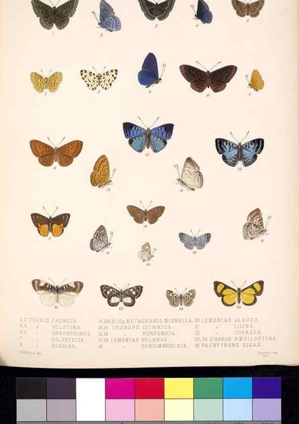 Reproducción/Reproduction 35021718274: Biologia Centrali-Americana :. [London :Published for the editors by R. H. Porter],1879-1915