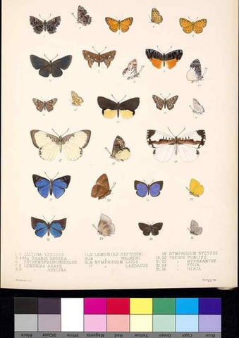 Reproducción/Reproduction 35021731064: Biologia Centrali-Americana :. [London :Published for the editors by R. H. Porter],1879-1915